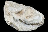 Oreodont (Merycoidodon) Skull - South Dakota #113106-7